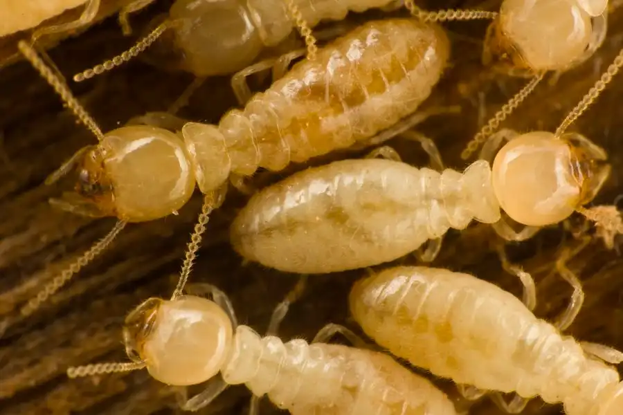 Closeup of termites eating wood - stop termites before they damage your home with SOS Exterminating serving Phoenix Metro & Northern Arizona