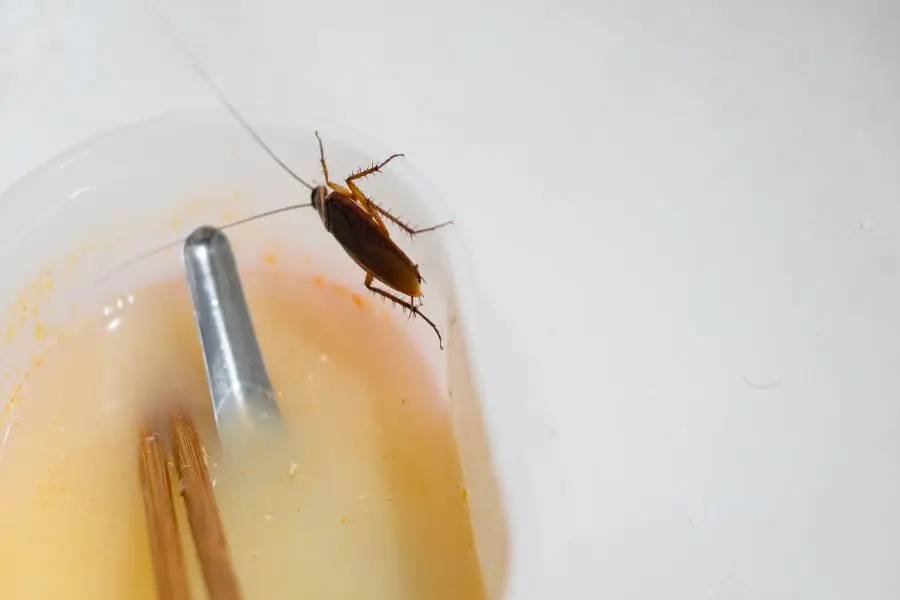 Cockroach sitting on a bowl in the sink - stop cockroaches from taking over your kitchen with SOS Exterminating serving Phoenix Metro & Northern Arizona