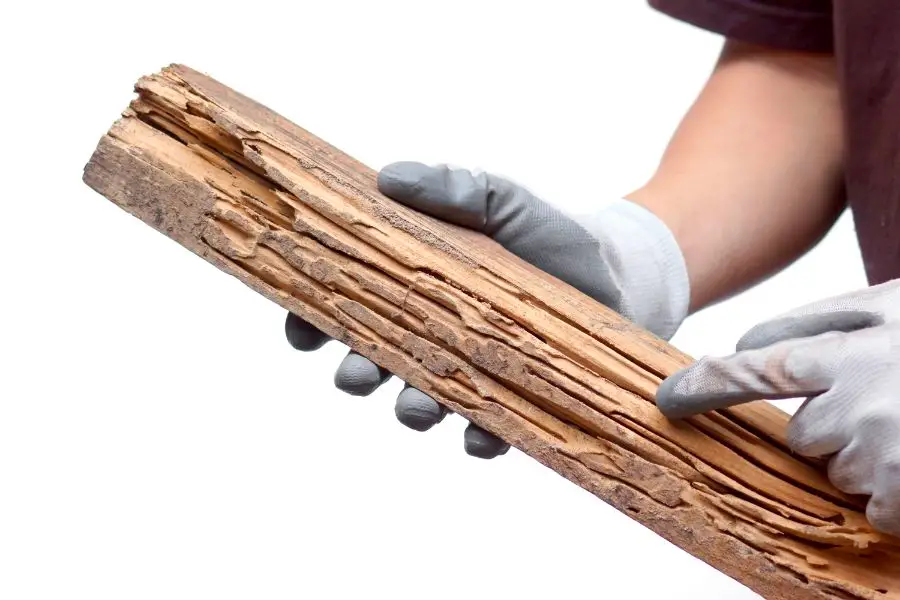 Worker holding a piece of termite damaged wood - termite extermination with SOS Exterminating serving Phoenix Metro & Northern Arizona