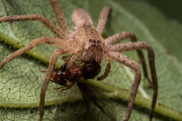 ants-natural-predators-in-arizona-which-animals-eat-ants