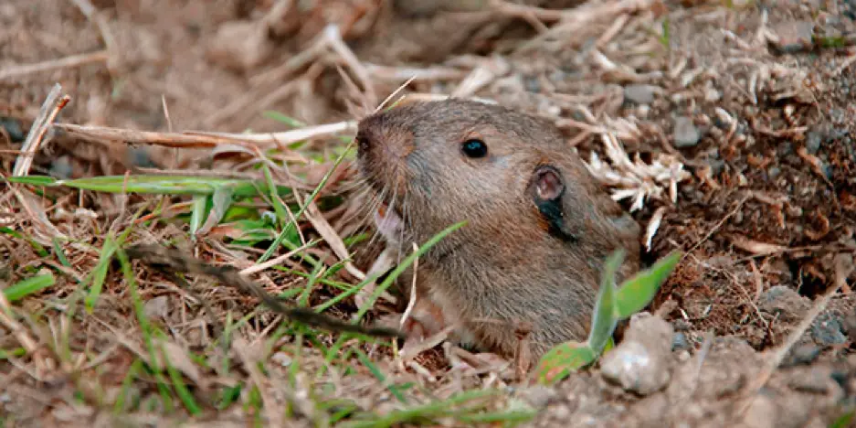 Gopher sticking head out of a hole in the ground | SOS Exterminating serving Gilbert, Arizona