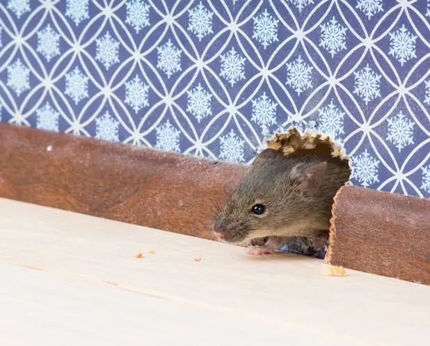 Mouse poking head out of a hole in the wall of a house | SOS Exterminating serving Gilbert, Arizona