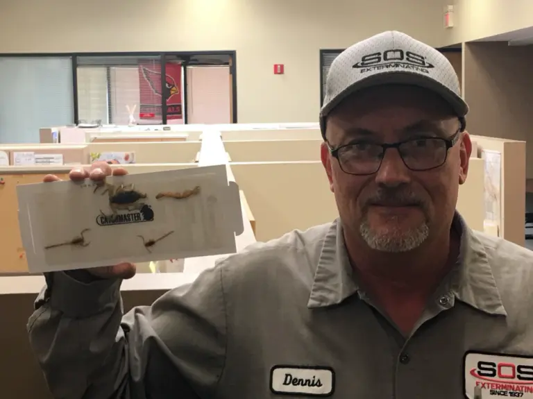 Exterminator holding up a scorpion trap with three scorpions caught | SOS Exterminating serving Gilbert, Arizona