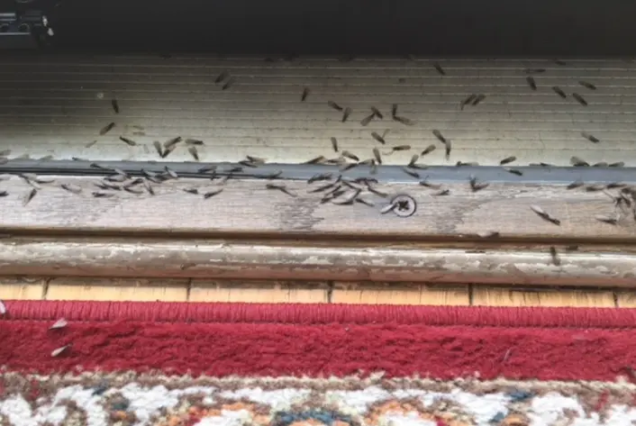 A swarm of winged termites in the doorway of a home | SOS Exterminating serving Gilbert, Arizona