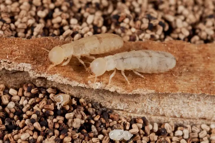 Closeup of two white termites standing on a damaged piece of wood | SOS Exterminating serving Gilbert, Arizona