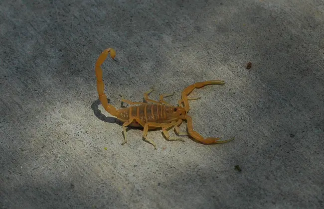 Scorpion walking on a sidewalk | SOS Exterminating serving Gilbert, Arizona