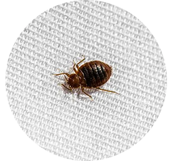 closeup of bed bug on white bed, for SOS bed bug control